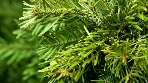 Coniferous Tree Rotate Stock Footage 47841233