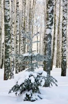 Coniferous tree with snow-covered branches against the background of birch tr Stock Photos