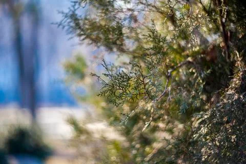 Coniferous tree in spring Stock Photos