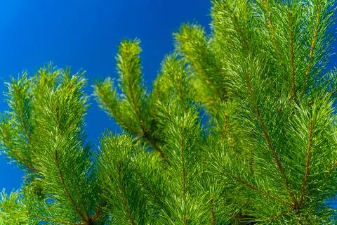 Coniferous tree in summer. 스톡 사진