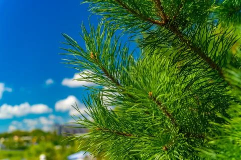 Coniferous tree in summer. Foto stock