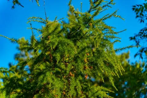 Coniferous tree in summer. Stock-Fotos