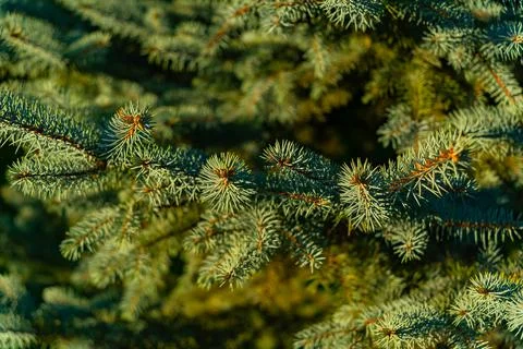 Coniferous tree in summer. Photos
