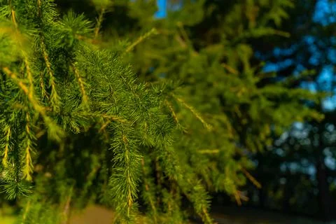 Coniferous tree in summer. 스톡 사진