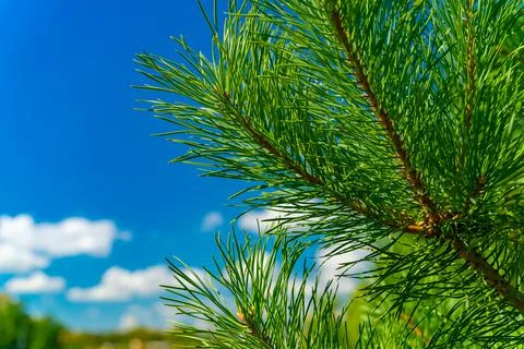 Coniferous tree in summer. Foto stock