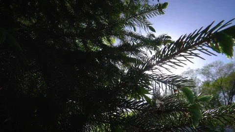 Coniferous Tree through the rays of the sun 動画素材 107970505