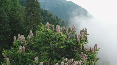 Coniferous tree top with cones grows on ancient mountain Stock Footage 141911523