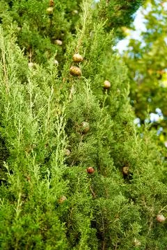Coniferous tree, tree with cones, round cones, blue needles , slender tree Stock Photos
