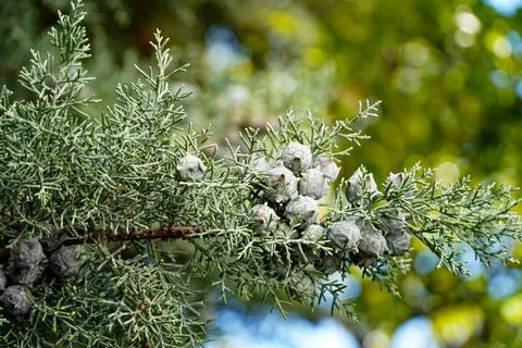 Coniferous tree, tree with cones, round cones, blue needles , slender tree Stock Photos