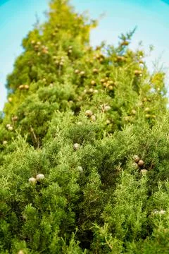 Coniferous tree, tree with cones, round cones, blue needles , slender tree Stock Photos