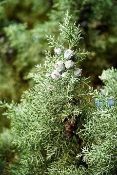 Coniferous tree, tree with cones, round cones, blue needles , slender tree Foto stock