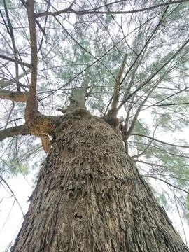 Coniferous Tree Trunk and Branches View Stock Photos