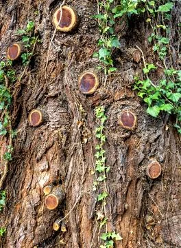 Coniferous tree trunk with installed pest control trap for background texture Stock Photos