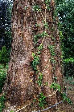 Coniferous tree trunk with installed pest control trap for background texture Stock Photos