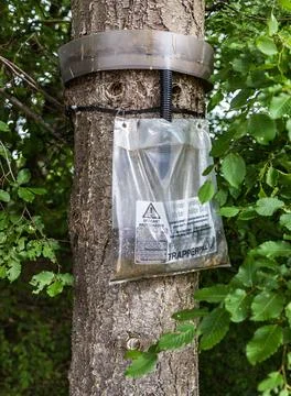 Coniferous tree trunk with installed pest control trap for background texture Stock Photos