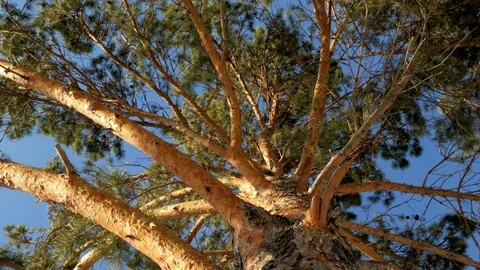 Coniferous tree, trunk with knots Stock Footage