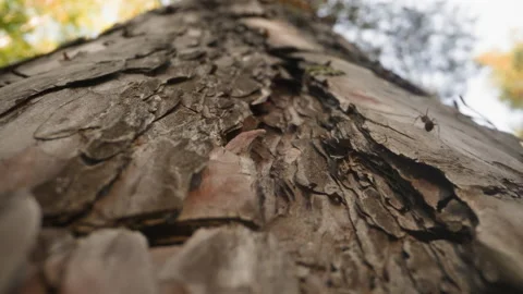 Coniferous tree trunk with running ants in wood on sunny day Stock-Footage 217951779