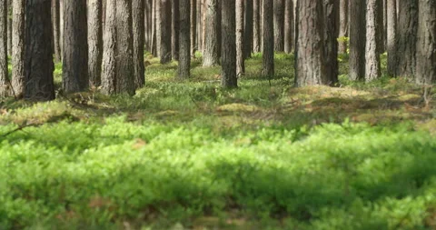 Coniferous tree trunks in sunlight. Idyllic woodland, pine trees swaying in wind Stock Footage 132460619