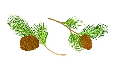 Coniferous tree twigs with cones and fir needle foliage vector illustration Stock Illustration