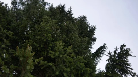Coniferous tree view from bottom to top Stock Footage 100413226
