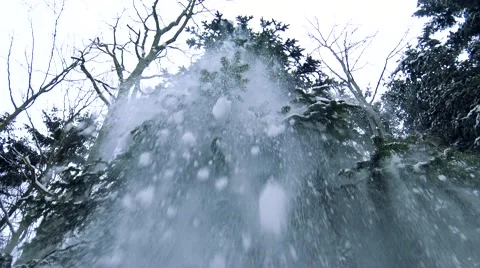 Coniferous tree from which pours out snow Video stock 61173120