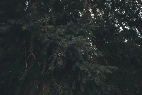 Coniferous tree in the winter forest, fluffy branch Stock Photos