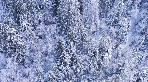 Coniferous tree in winter forest Stock Photos