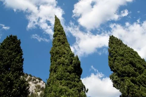 Coniferous trees against the sky with clouds Stock Photos