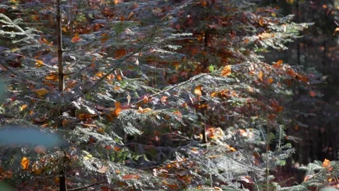Coniferous trees in the autumn forest Stock Footage 226249415
