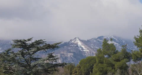 Coniferous Trees on the Background of Mountains Stock Footage 172248953