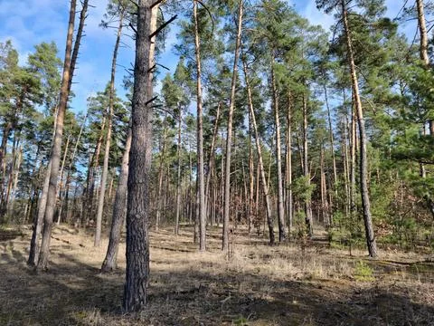 Coniferous trees in the beautiful forest. Pathway in the beautiful spring wood Stock-Fotos