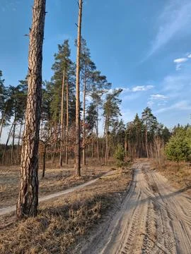 Coniferous trees in the beautiful forest. Pathway in the beautiful spring wood Stock Photos