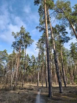 Coniferous trees in the beautiful forest. Pathway in the beautiful spring wood Stock Photos