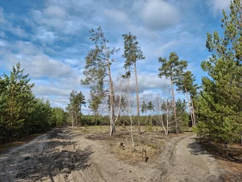 Coniferous trees in the beautiful forest. Pathway in the beautiful spring wood Photos