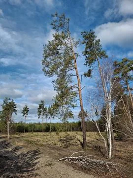 Coniferous trees in the beautiful forest. Pathway in the beautiful spring wood 스톡 사진