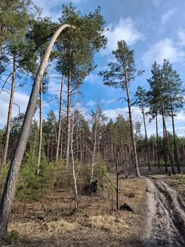 Coniferous trees in the beautiful forest. Pathway in the beautiful wood 写真素材