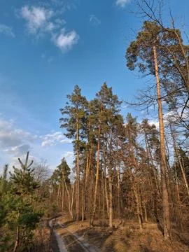 Coniferous trees in the beautiful forest. Pathway in the beautiful spring wood Foto stock