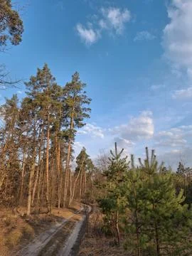 Coniferous trees in the beautiful forest. Pathway in the beautiful spring wood Photos