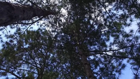 Coniferous trees from the bottom up. Stock Footage 72535651