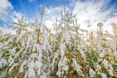 Coniferous trees covered with snow, on a background of a bright sky. Foto stock