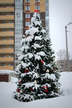 Coniferous trees covered with snow on background of urban environment Stock Photos