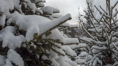 Coniferous trees covered with snow on a winter day in cloudy weather Stock Footage 146631176