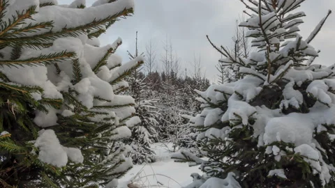 Coniferous trees covered with snow on a winter day in cloudy weather Stock Footage 165265151