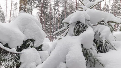 Coniferous trees covered with snow on a winter day in cloudy weather Stock Footage 169496838