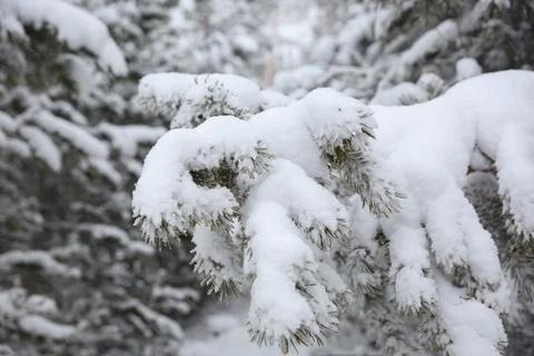 Coniferous trees covered with snow; winter landscape Stock Photos