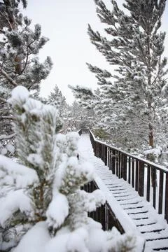 Coniferous trees covered with snow; winter landscape Stock Photos