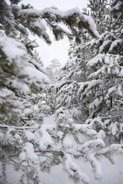 Coniferous trees covered with snow; winter landscape Stock Photos