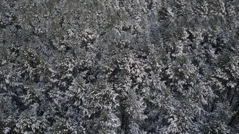 Coniferous trees covered with thick layer of white snow stand closely together Stock-Footage 326967001