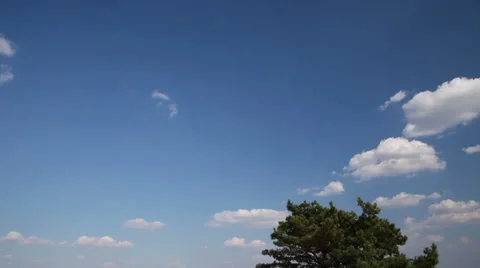 Coniferous trees in the desert Vídeos de archivo 67514130
