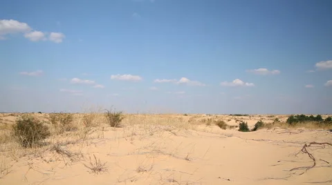 Coniferous trees in the desert 動画素材 67514234